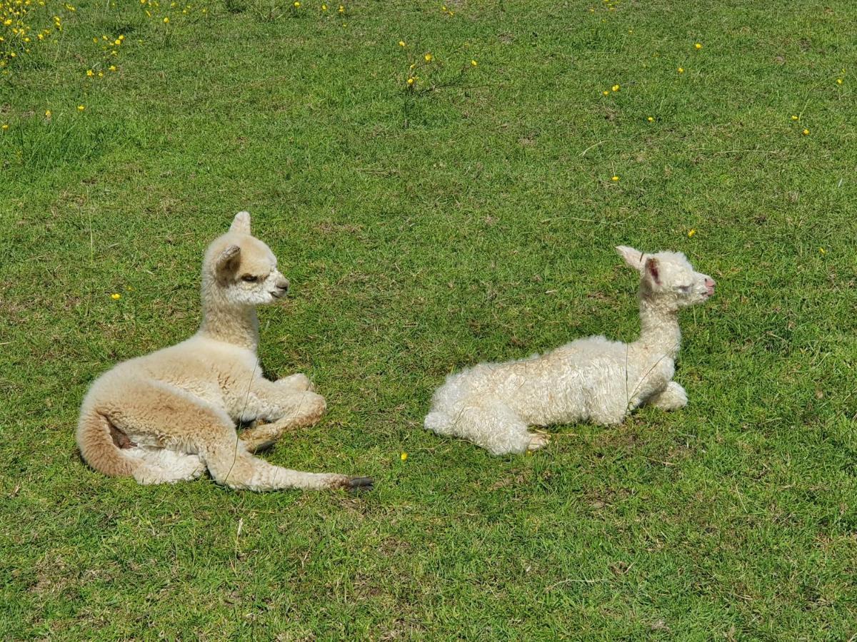 Dartmoor Reach Alpaca Farm Heated Cabins 5 Mins Drive To Dartmoor Боуви Трейси Екстериор снимка