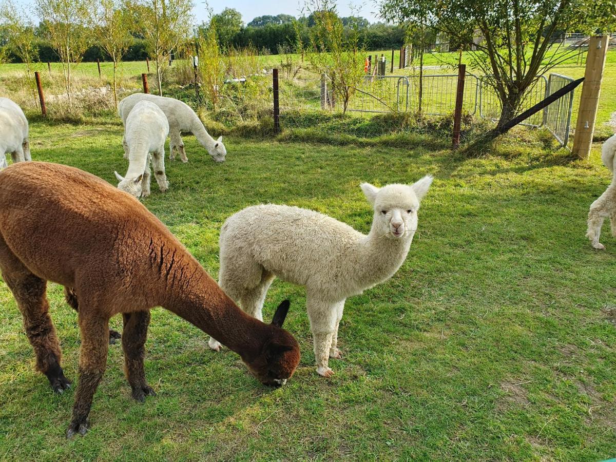 Dartmoor Reach Alpaca Farm Heated Cabins 5 Mins Drive To Dartmoor Боуви Трейси Екстериор снимка