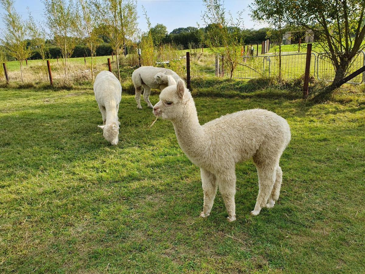 Dartmoor Reach Alpaca Farm Heated Cabins 5 Mins Drive To Dartmoor Боуви Трейси Екстериор снимка