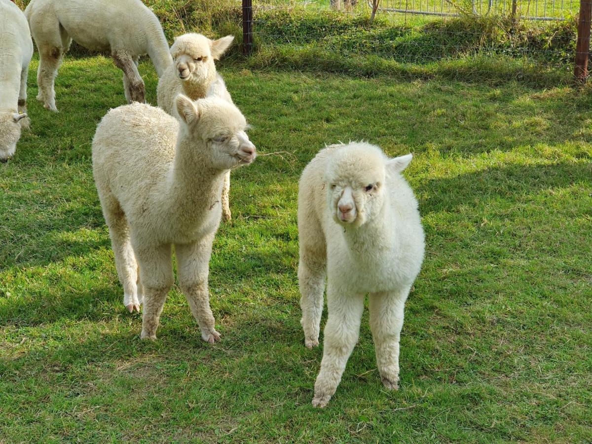Dartmoor Reach Alpaca Farm Heated Cabins 5 Mins Drive To Dartmoor Боуви Трейси Екстериор снимка