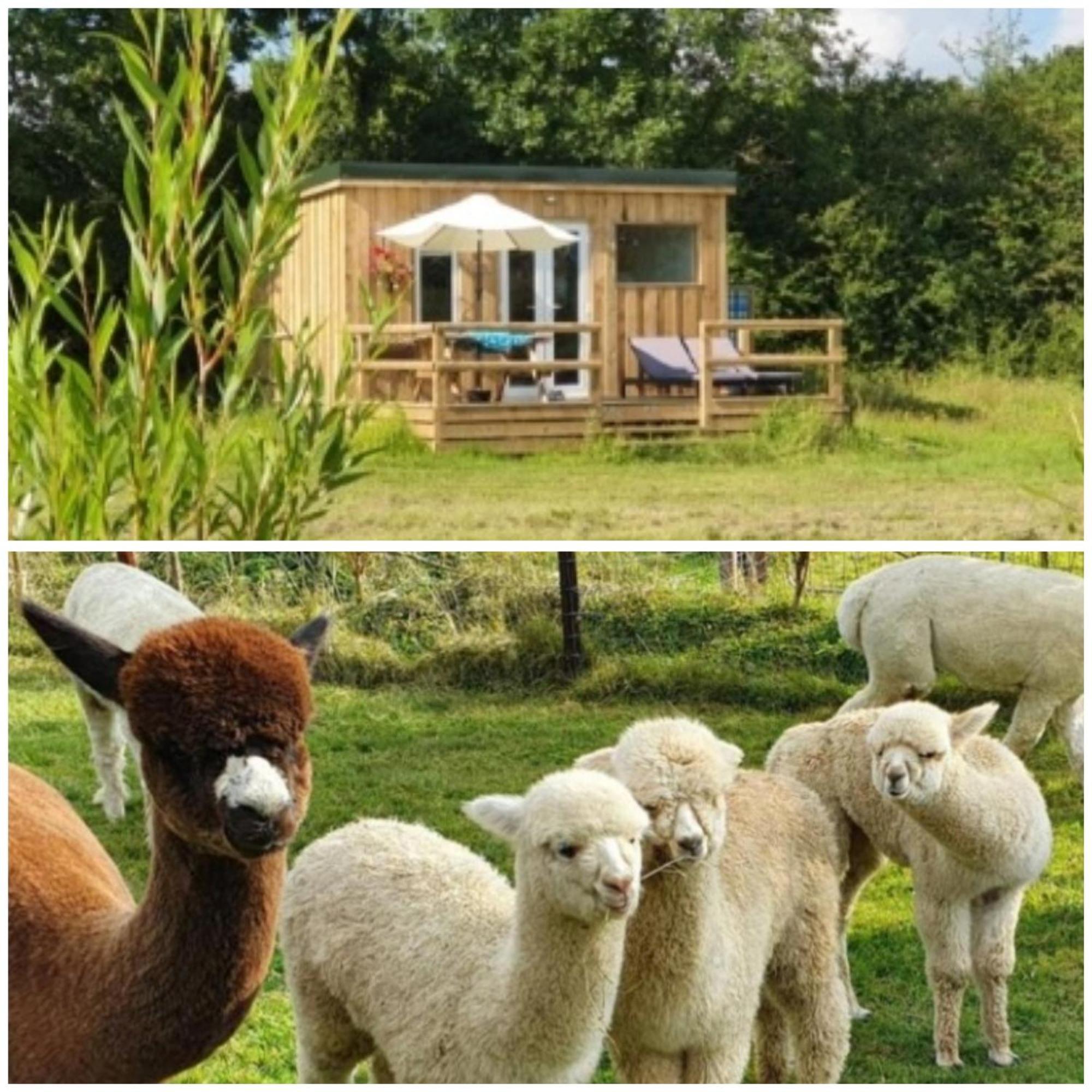 Dartmoor Reach Alpaca Farm Heated Cabins 5 Mins Drive To Dartmoor Боуви Трейси Екстериор снимка