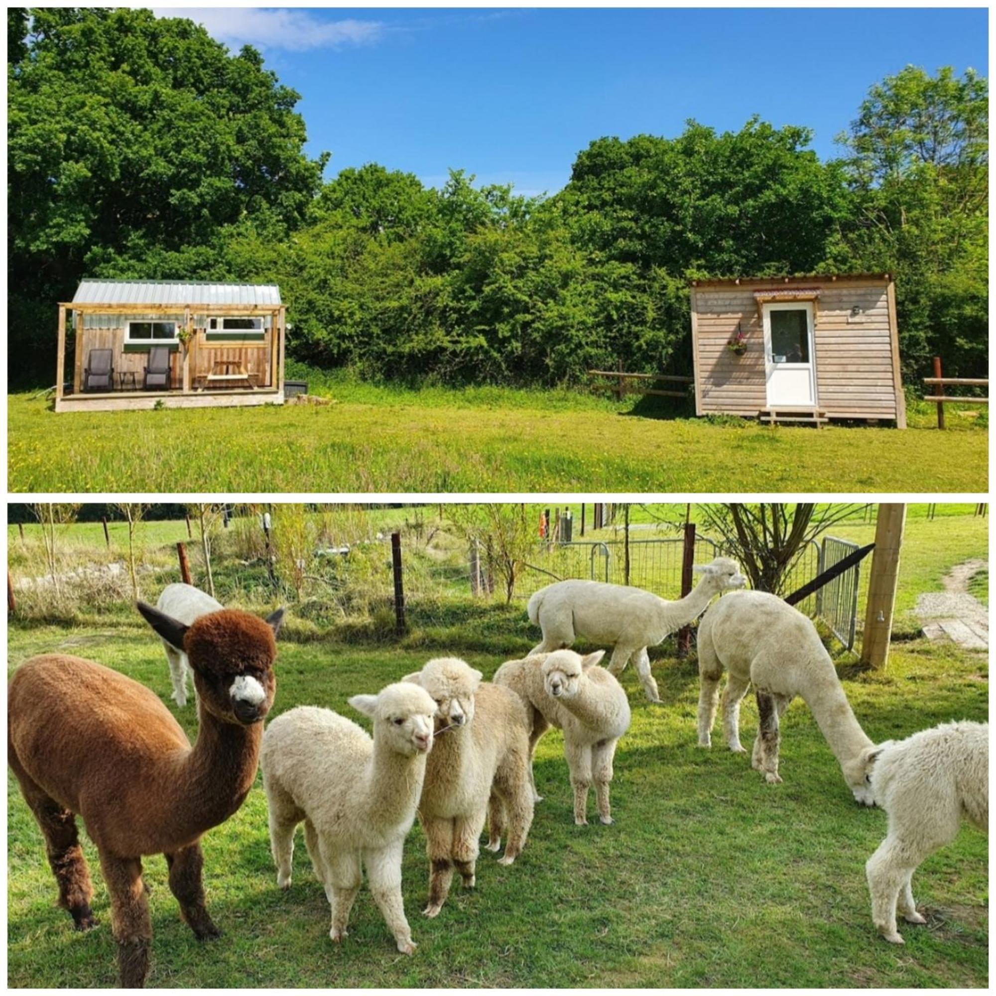 Dartmoor Reach Alpaca Farm Heated Cabins 5 Mins Drive To Dartmoor Боуви Трейси Стая снимка