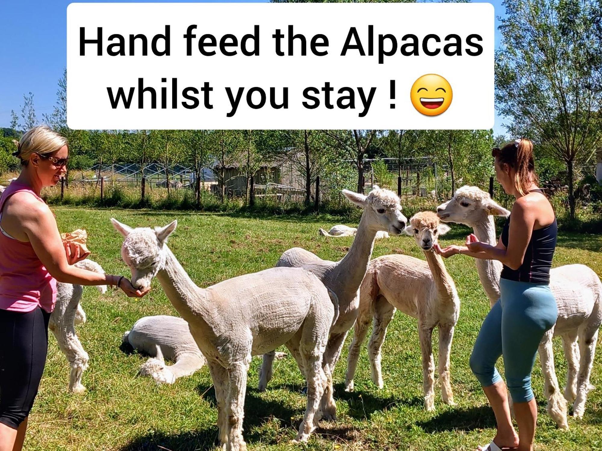 Dartmoor Reach Alpaca Farm Heated Cabins 5 Mins Drive To Dartmoor Боуви Трейси Екстериор снимка