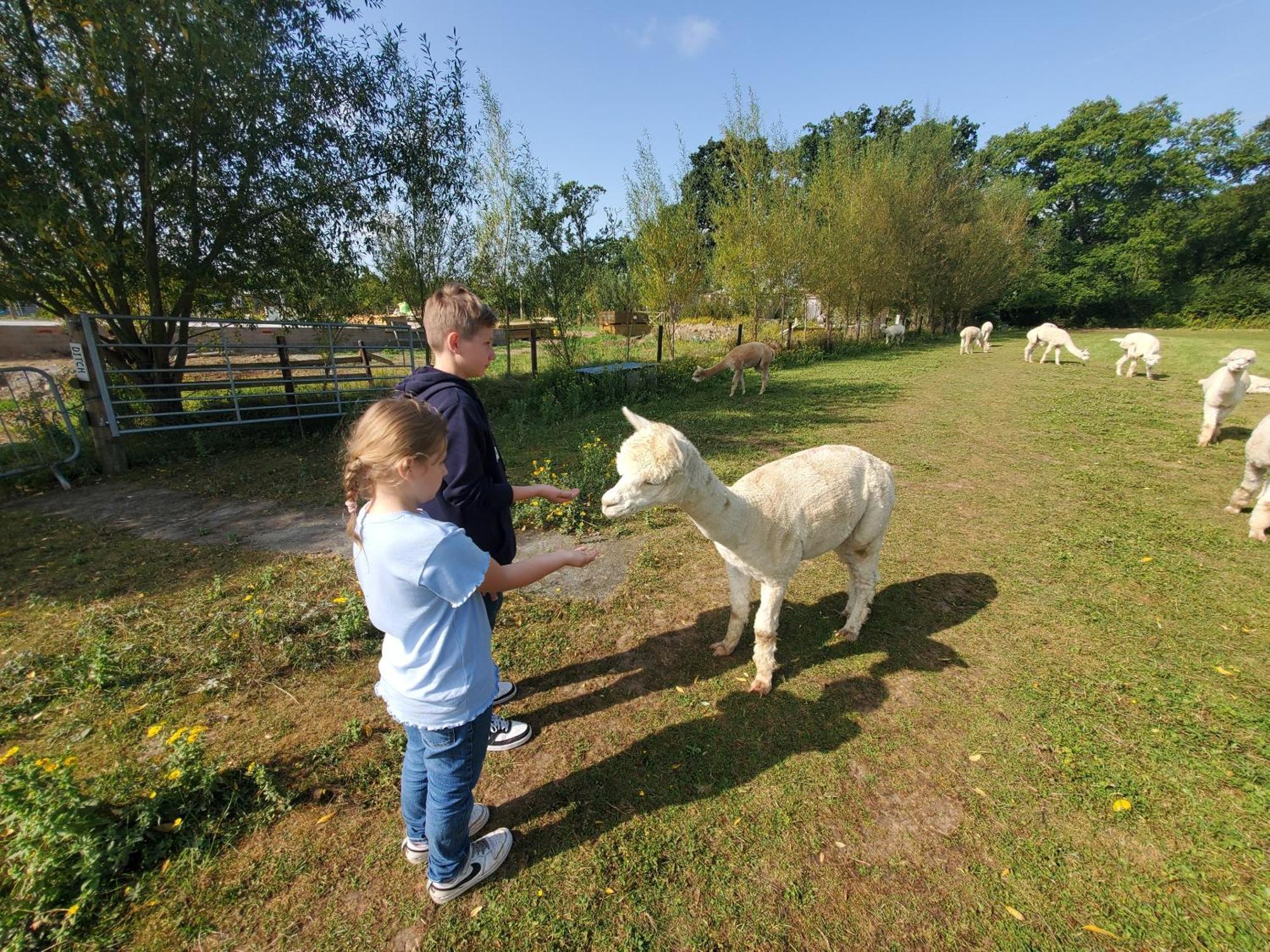 Dartmoor Reach Alpaca Farm Heated Cabins 5 Mins Drive To Dartmoor Боуви Трейси Екстериор снимка