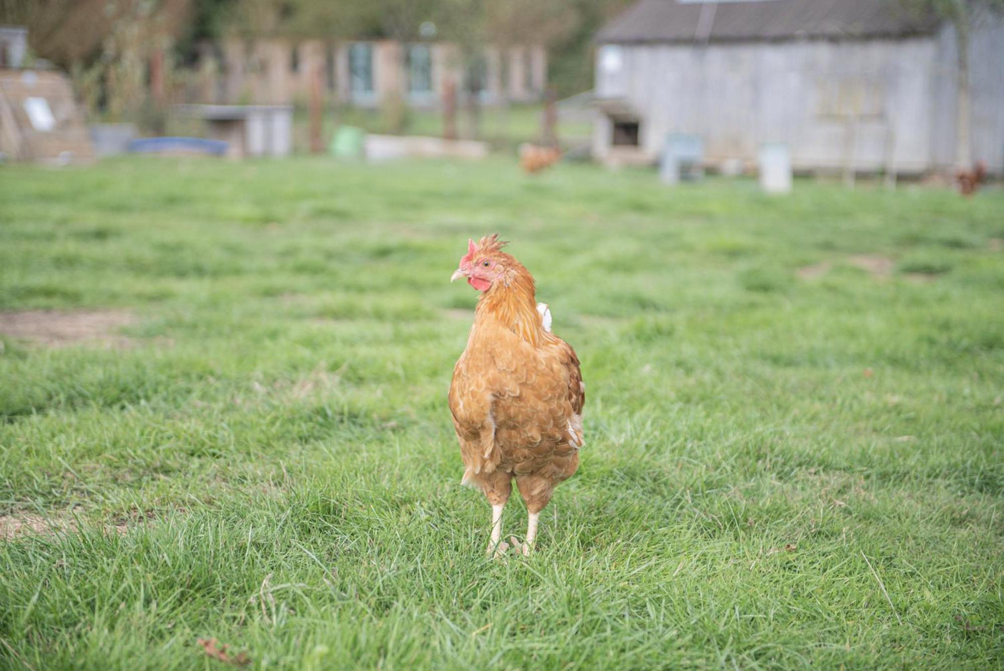 Dartmoor Reach Alpaca Farm Heated Cabins 5 Mins Drive To Dartmoor Боуви Трейси Стая снимка