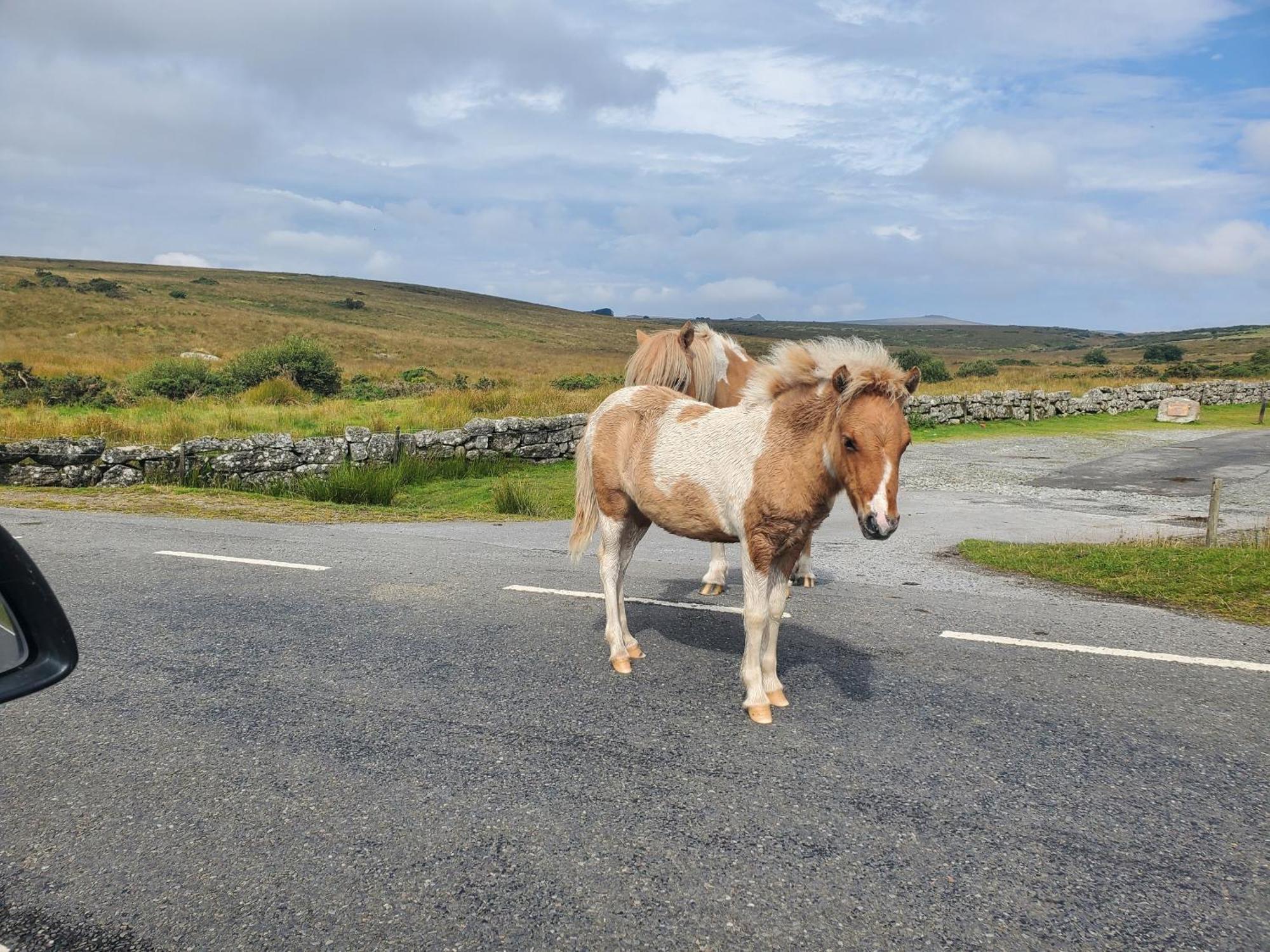 Dartmoor Reach Alpaca Farm Heated Cabins 5 Mins Drive To Dartmoor Боуви Трейси Екстериор снимка