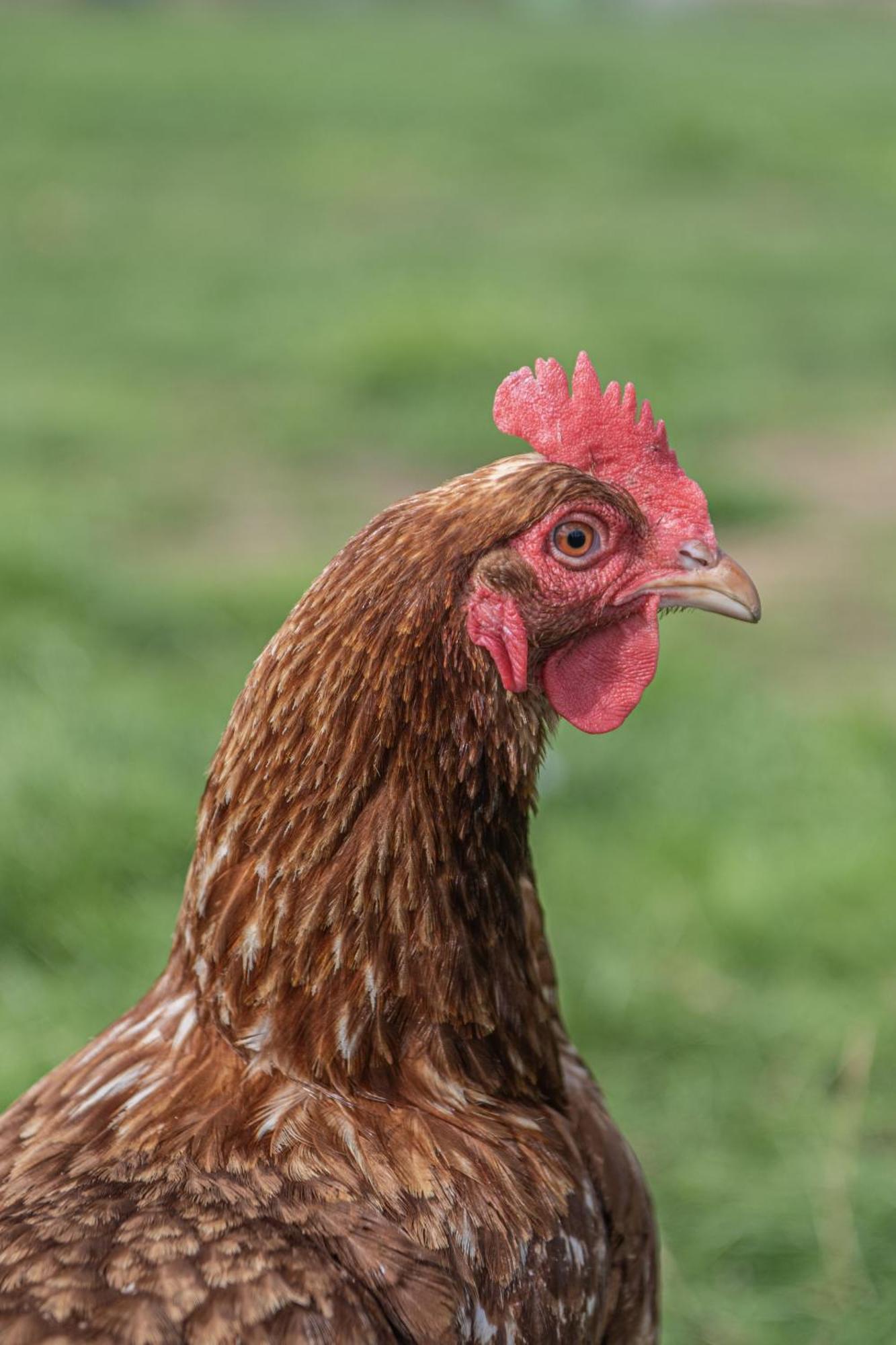 Dartmoor Reach Alpaca Farm Heated Cabins 5 Mins Drive To Dartmoor Боуви Трейси Екстериор снимка