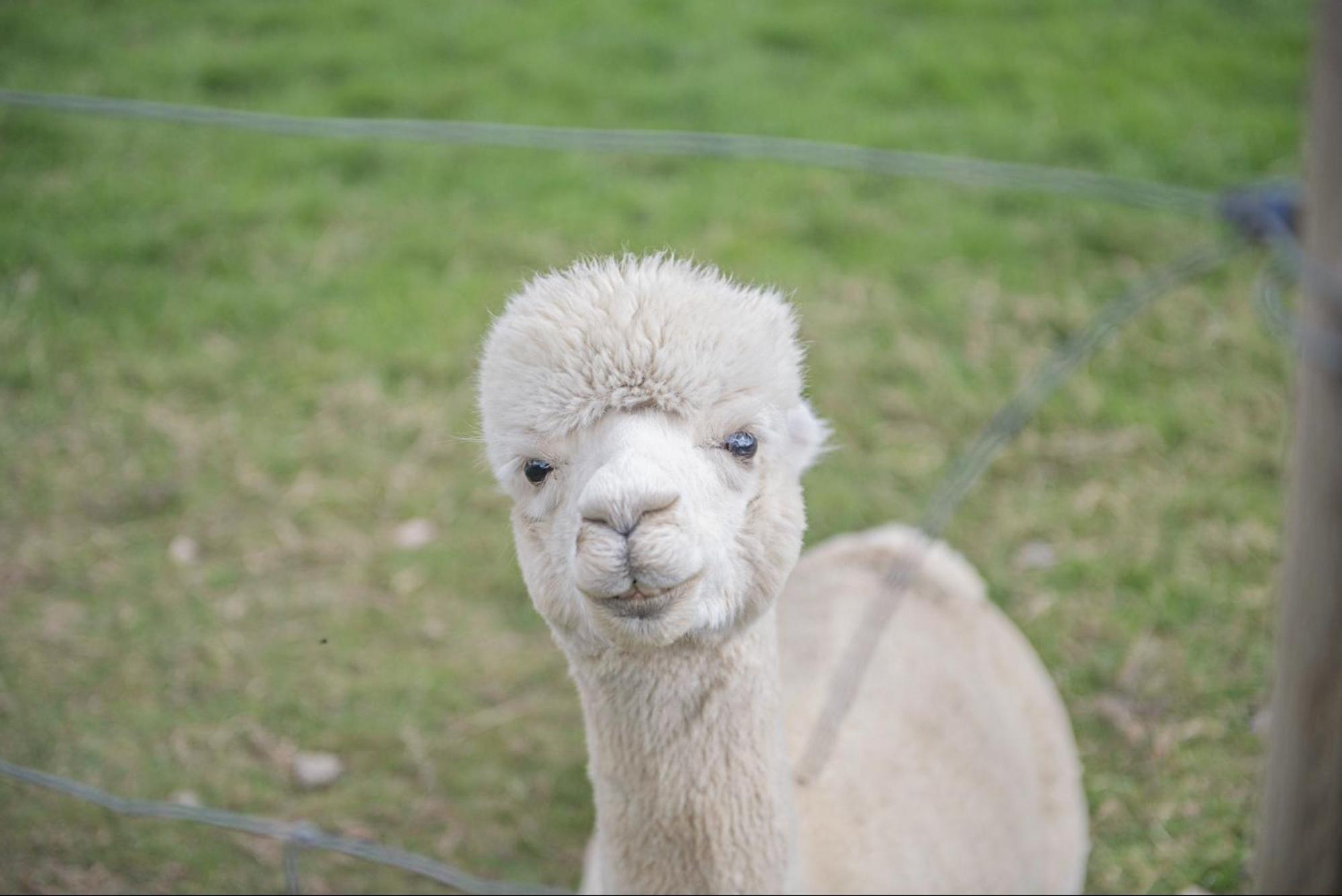 Dartmoor Reach Alpaca Farm Heated Cabins 5 Mins Drive To Dartmoor Боуви Трейси Екстериор снимка