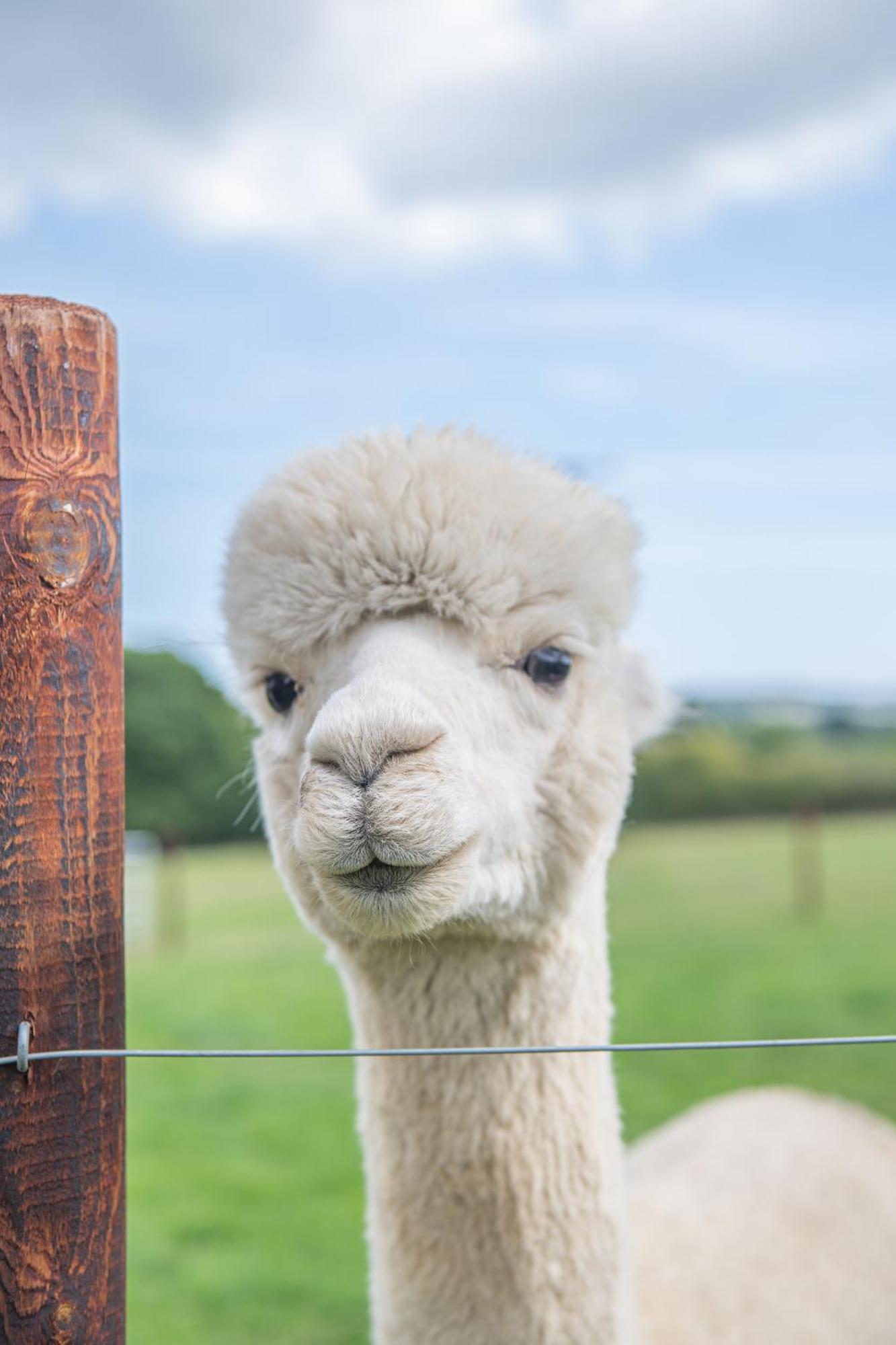 Dartmoor Reach Alpaca Farm Heated Cabins 5 Mins Drive To Dartmoor Боуви Трейси Стая снимка